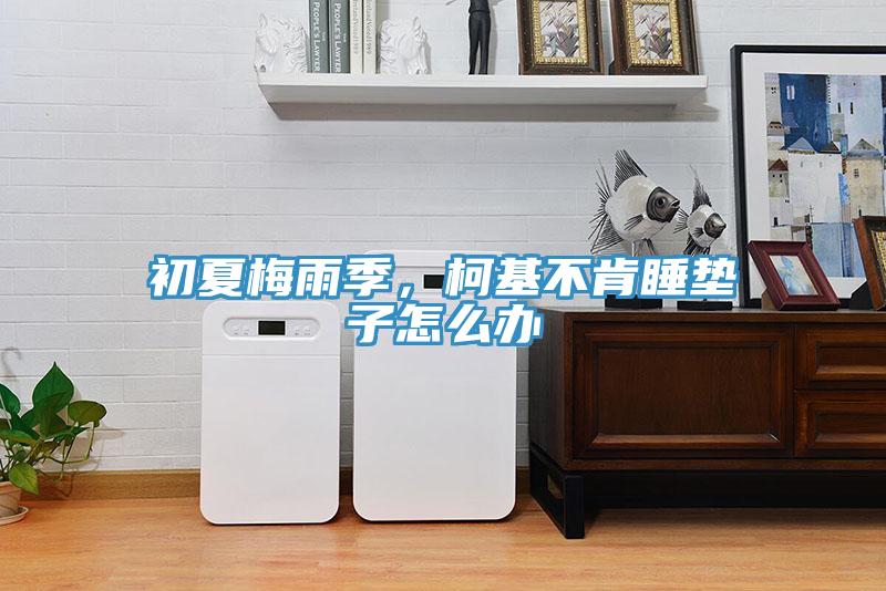 初夏梅雨季，柯基不肯睡墊子怎么辦