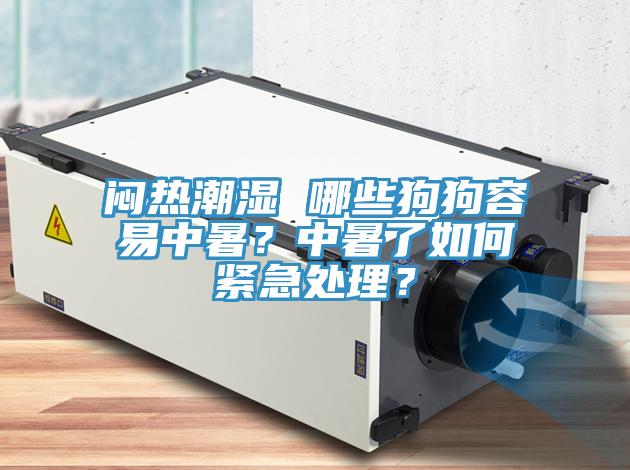 悶熱潮濕 哪些狗狗容易中暑？中暑了如何緊急處理？